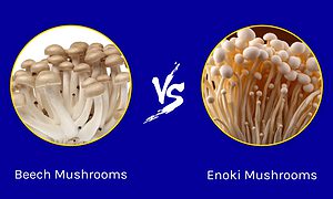 Beech Mushrooms vs. Enoki Mushrooms Picture