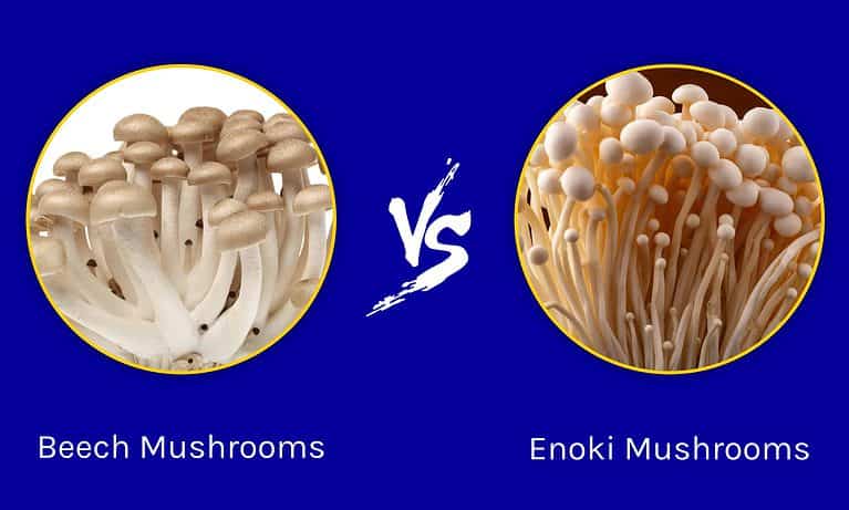 Beech Mushrooms vs. Enoki Mushrooms