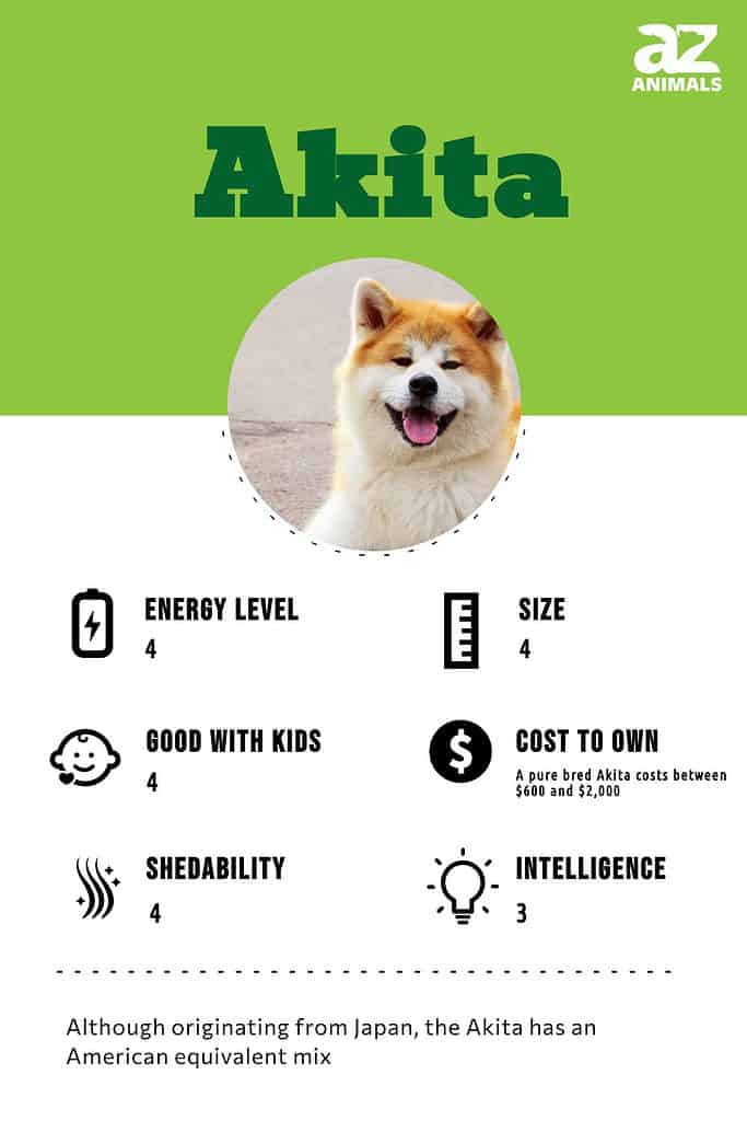 are akitas good pets for families with young children