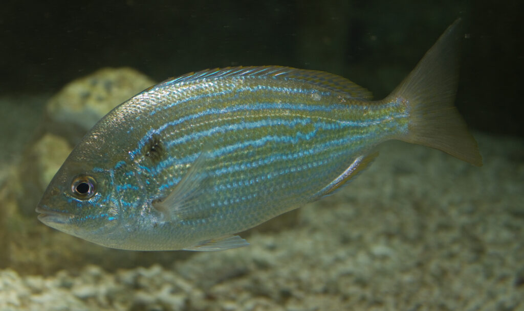 Cá Pinfish Lagodon rhomboides