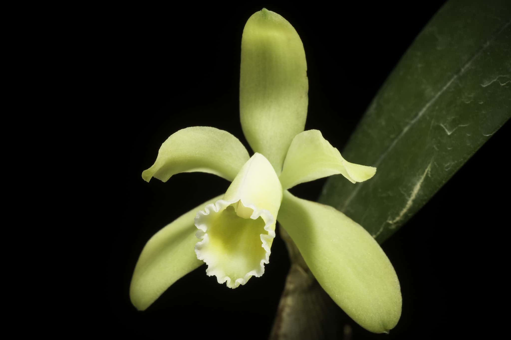 Cattleya luteola yellow orchid