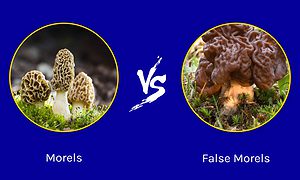 Morels vs. False Morels photo