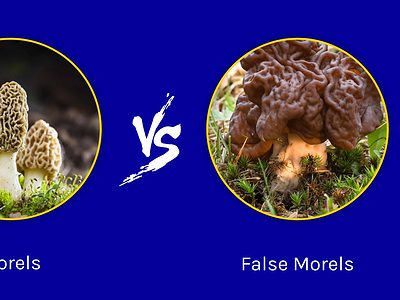 A Morels vs. False Morels