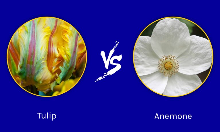 tulip vs. anemone