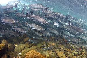 Why Do Salmon Migrate? Distances, Places, and Reasons for Travel Explained Picture