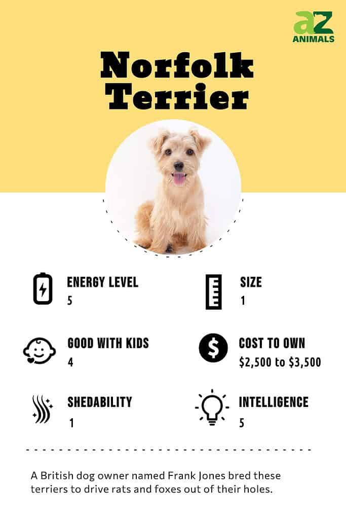 are norfolk terrier good with kids