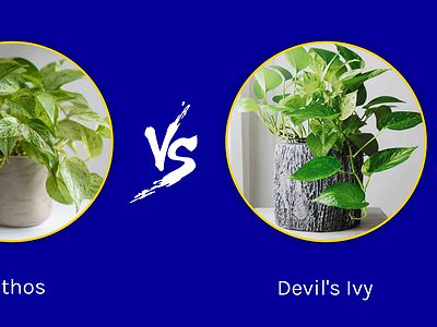 A Pothos vs. Devil’s Ivy: Is There A Difference?