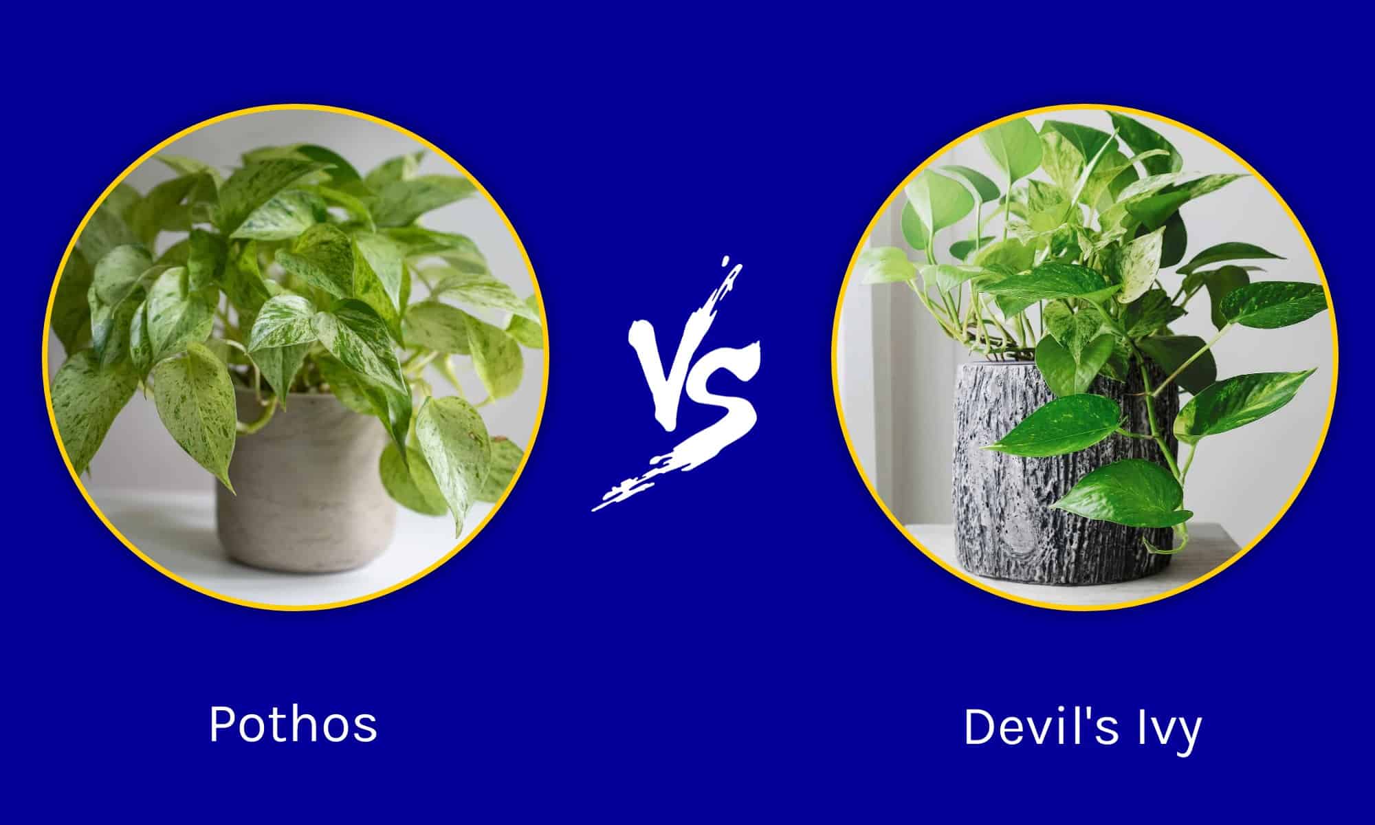 Pothos vs. Devil's Ivy: Is There A - AZ Animals