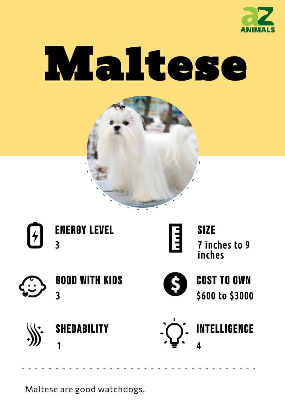are maltese dogs intelligent