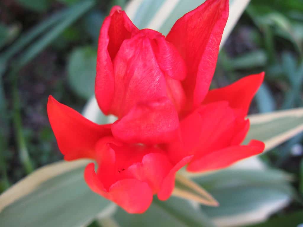 Firespray tulip