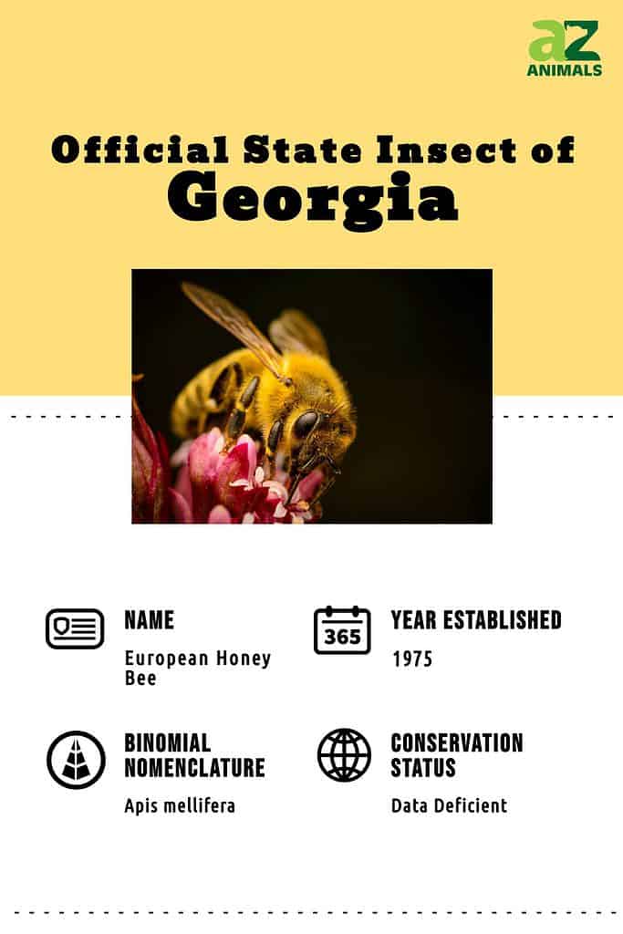 Georgia European Honey Bee infographic