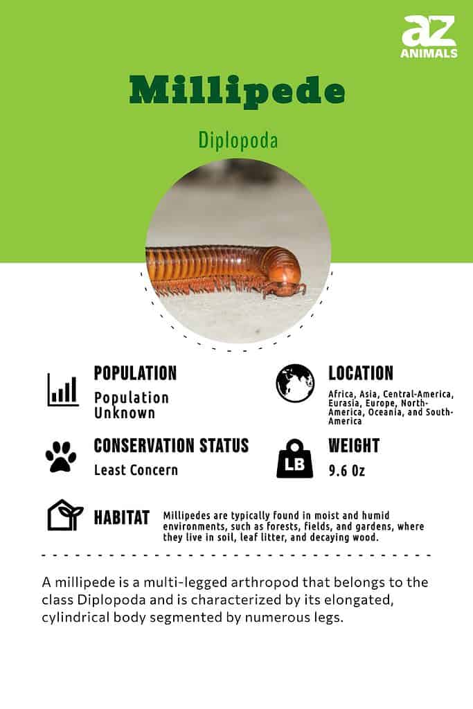 millipede identification guide
