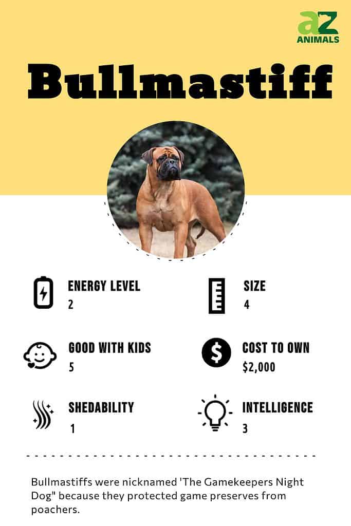 Bullmastiff Infographic
