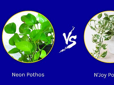 A Neon Pothos vs. N’Joy Pothos