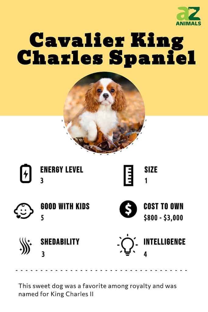 Cavalier King Charles Spaniel Dog Breed Information - Dognomics