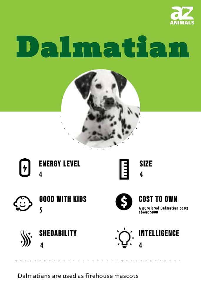 Dalmatians 2024 and children