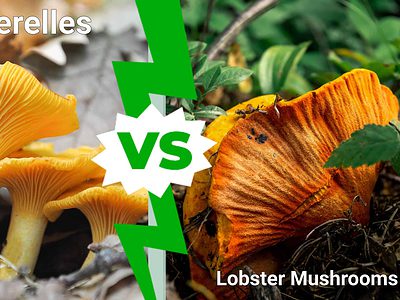 A Chanterelles vs. Lobster Mushrooms
