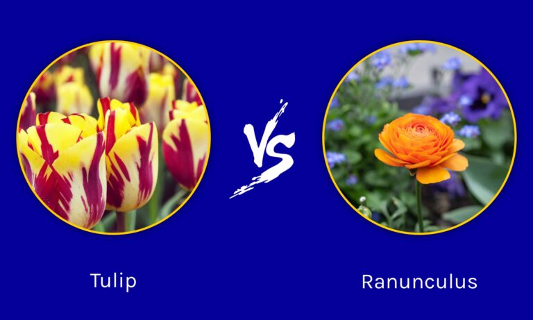 Tulip vs. ranunculus