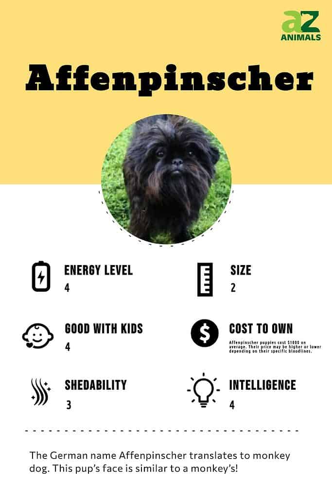 Affenpinscher store dog price