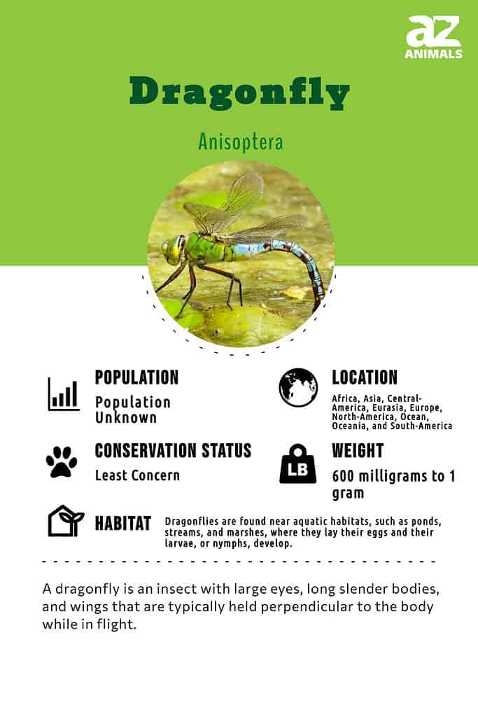 Dragonfly Insect Facts - A-Z Animals
