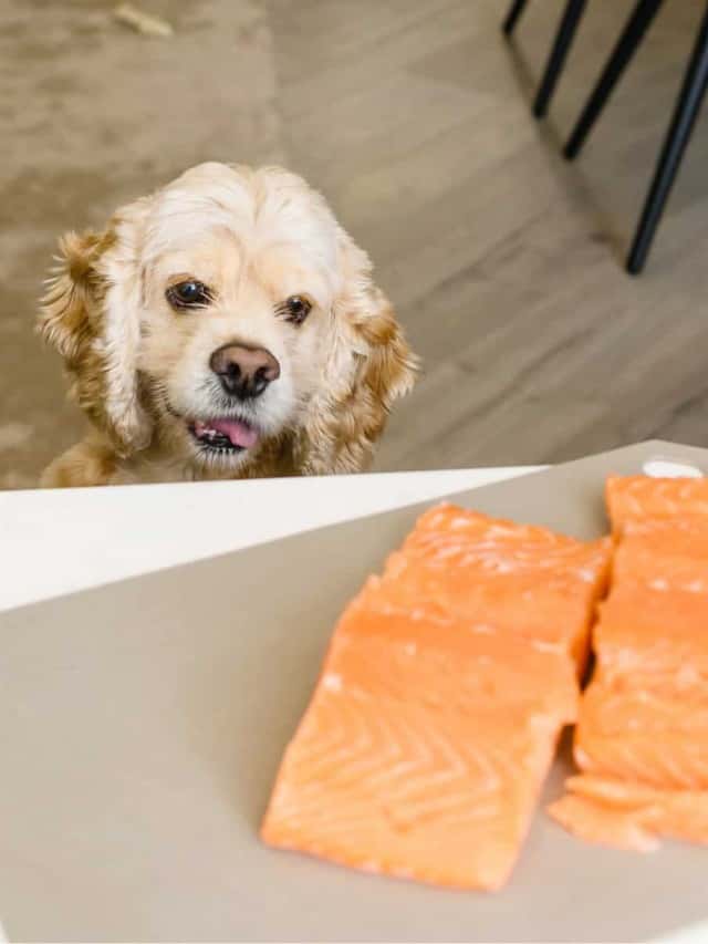 is can salmon good for dogs