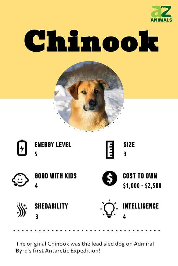 are chinook dogs easy to take care of