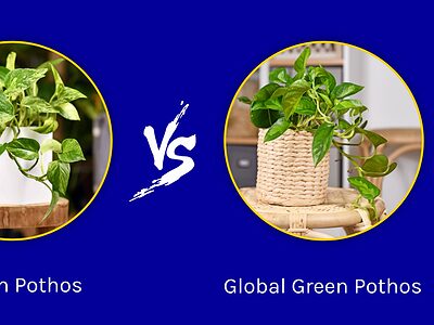 A Golden Pothos vs. Global Green Pothos