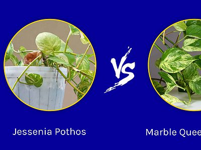 A Jessenia Pothos vs. Marble Queen Pothos