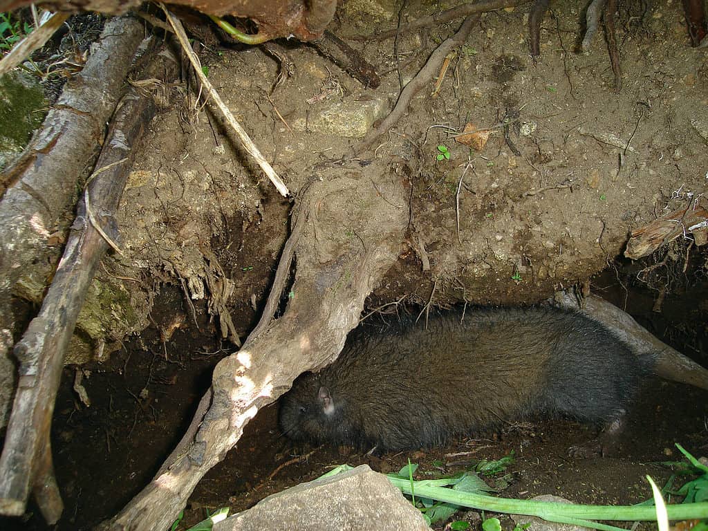 Mountain Beaver Near Its Burrow 2