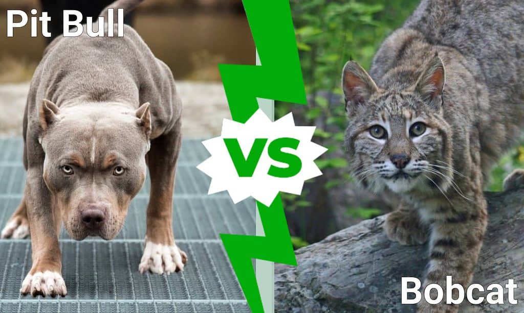 Pit Bull vs Bobcat