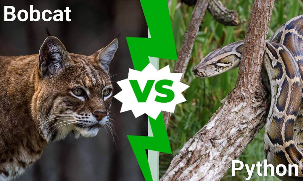 Bobcat vs Python