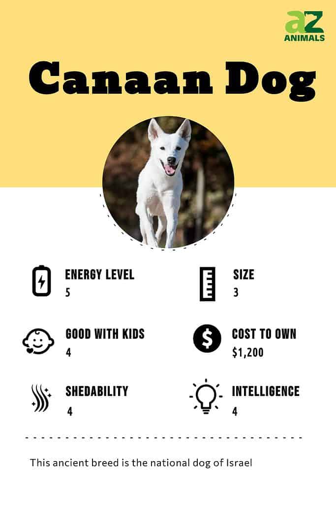 Canaan deals dog facts