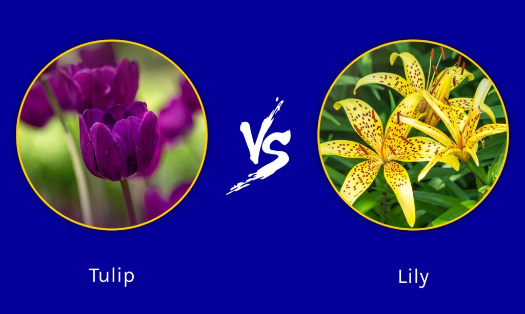 Tulip vs. Lily: Cousin Flowers You’ll Love