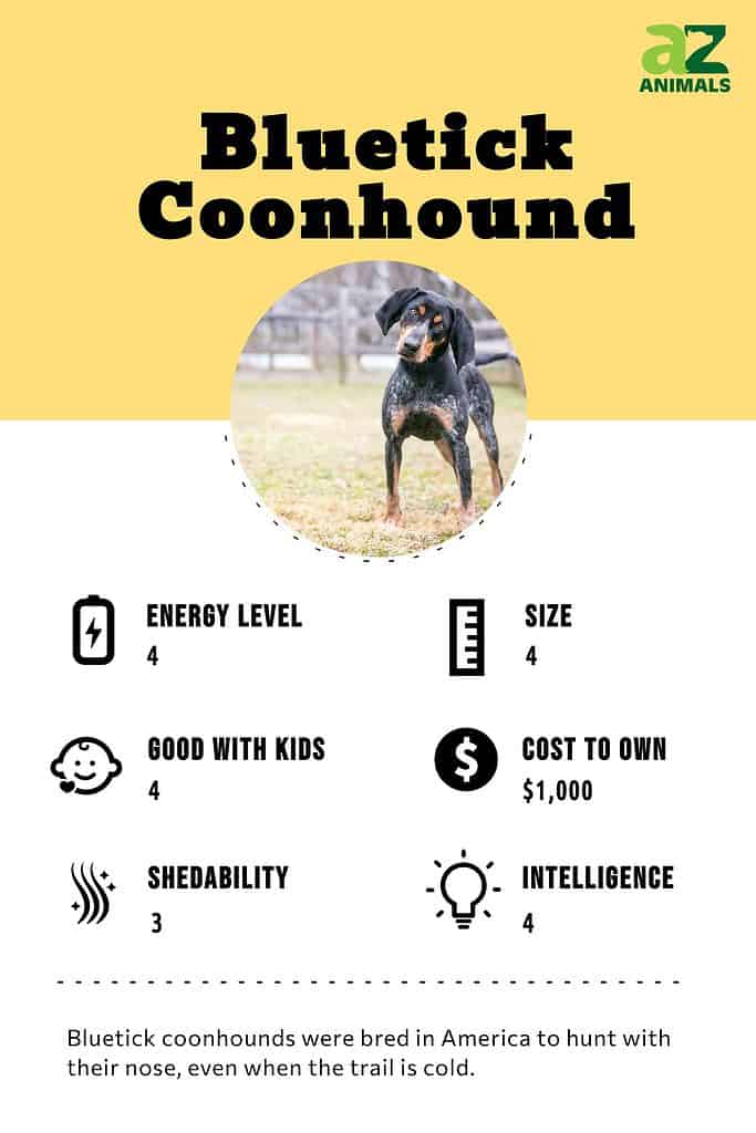 Bluetick Coonhound Infographic