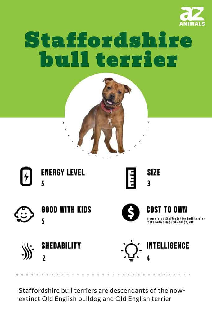 Staffordshire Bull Terrier Dog Breed Complete Guide - A-Z Animals