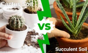 Cactus Soil vs. Succulent Soil: Which Do You Need? Picture