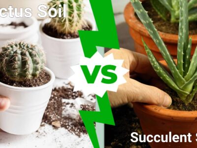 A Cactus Soil vs. Succulent Soil: Which Do You Need?