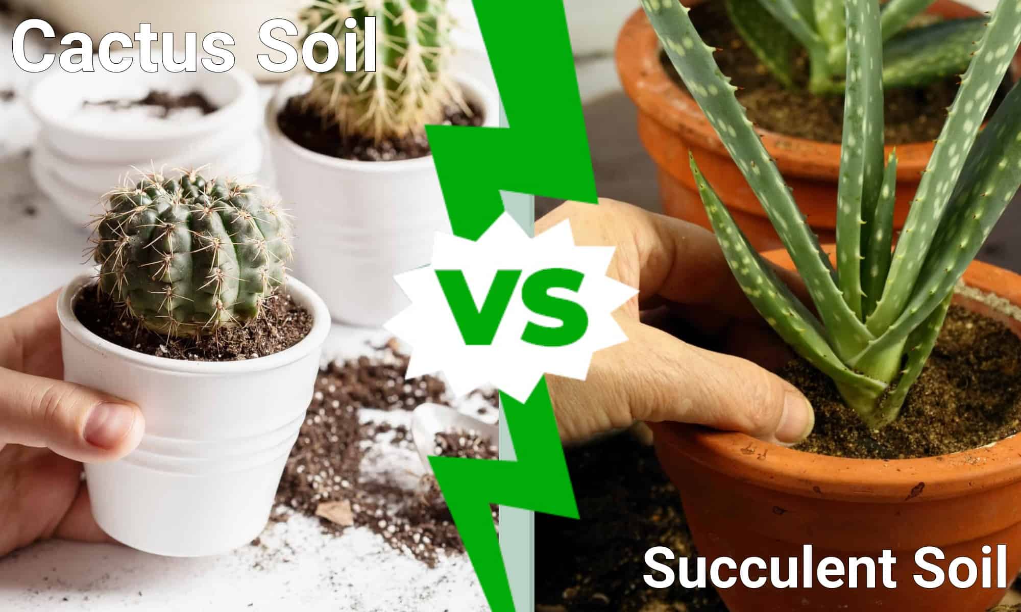 Cactus Soil vs. Succulent Soil