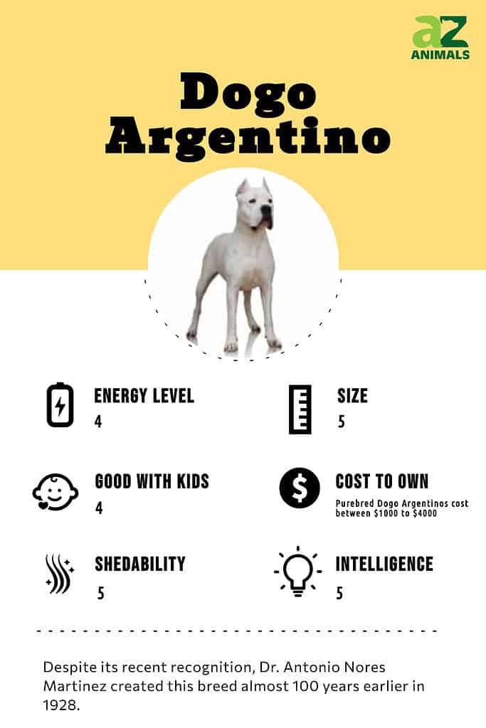 LIFE SPAN OF Dogo Argentino