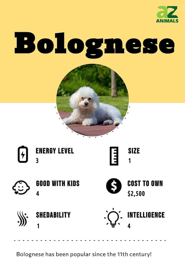 Bolognese Dog AZ Animals