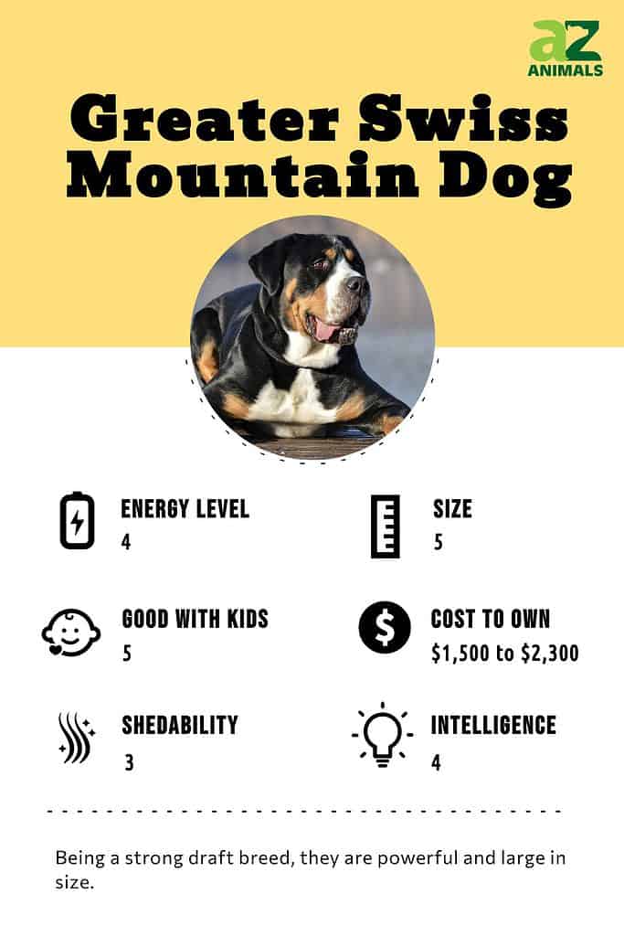 Greater Swiss Mountain Dog Breed Complete Guide A Z Animals