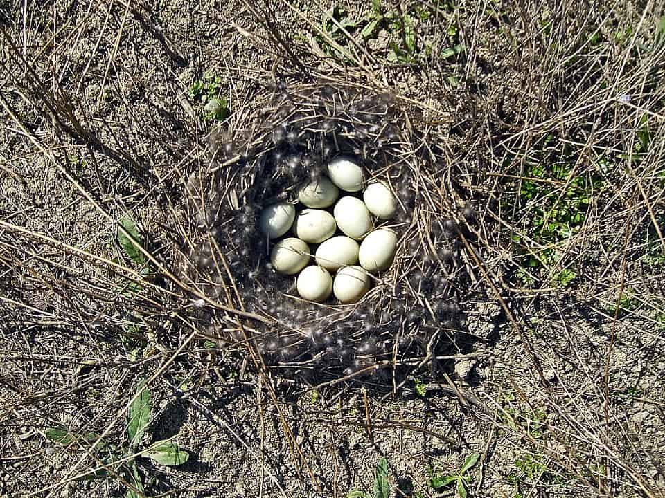 Mallard clutch bird eggs