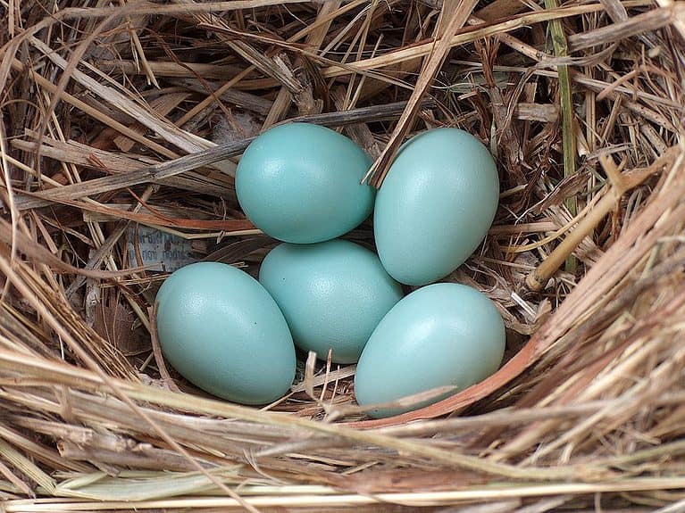 starling eggs