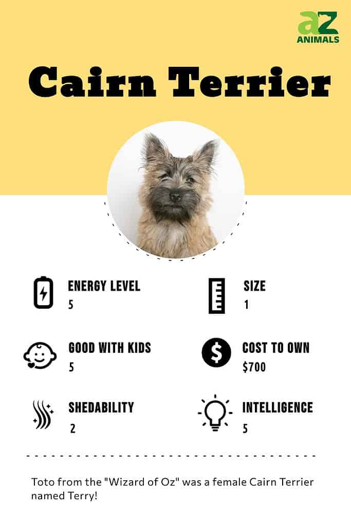 are cairn terrier good with kids