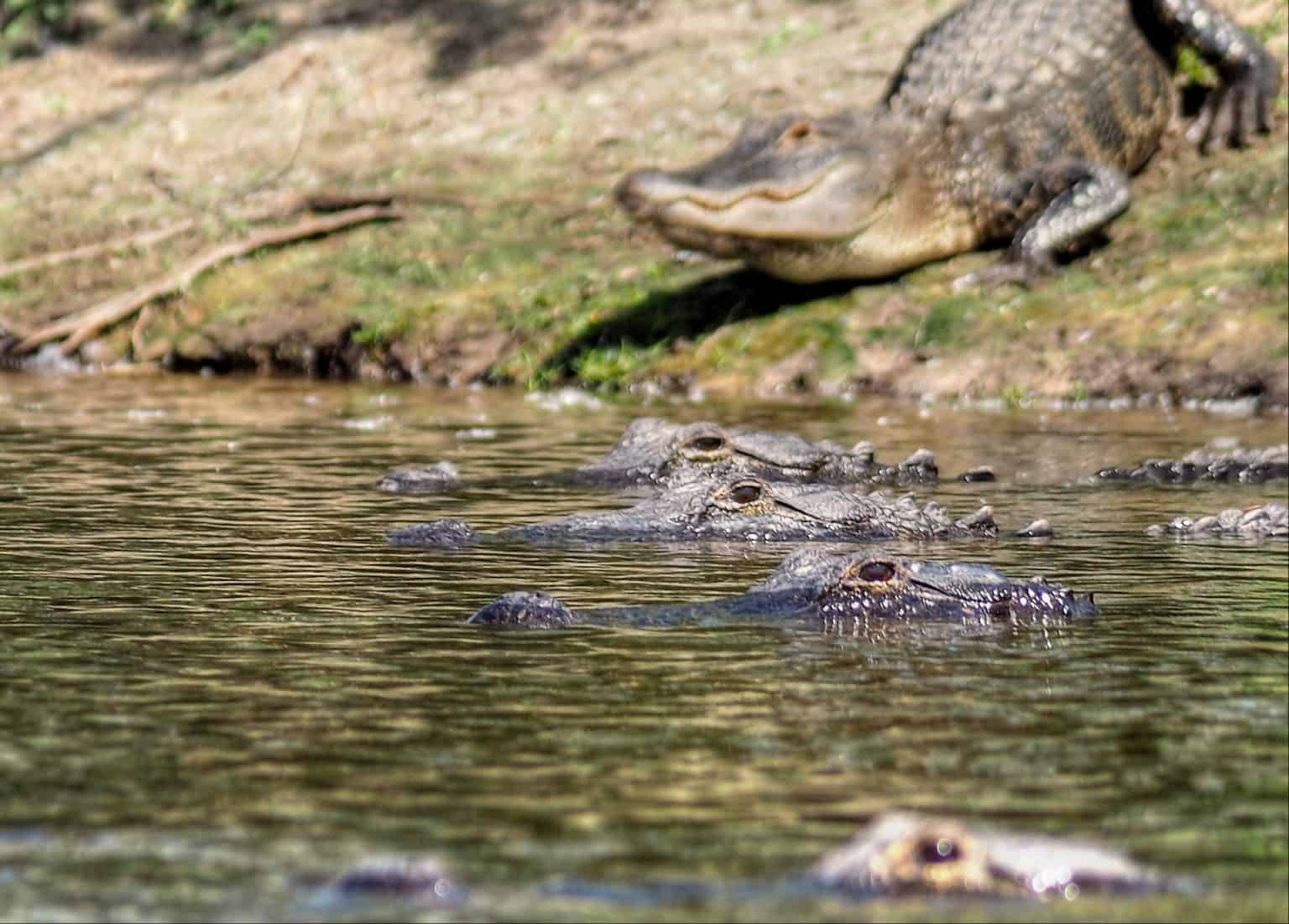 This Florida Sinkhole Becomes a Seasonal Gathering Place for Hundreds ...