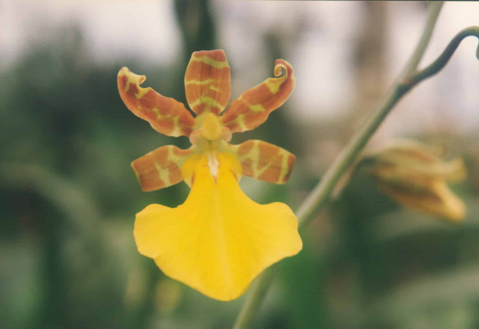 Trichocentrum splendidum orchid