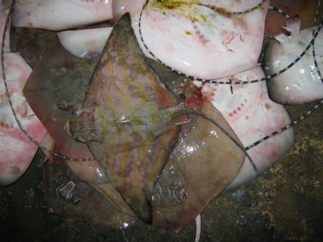 Banded Eagle Ray