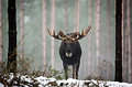 Moose Size Comparison: Just How Big Are They? - A-Z Animals