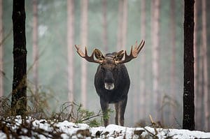 Man Reverts to His Caveman Instincts to Intimidate a Charging Moose Picture