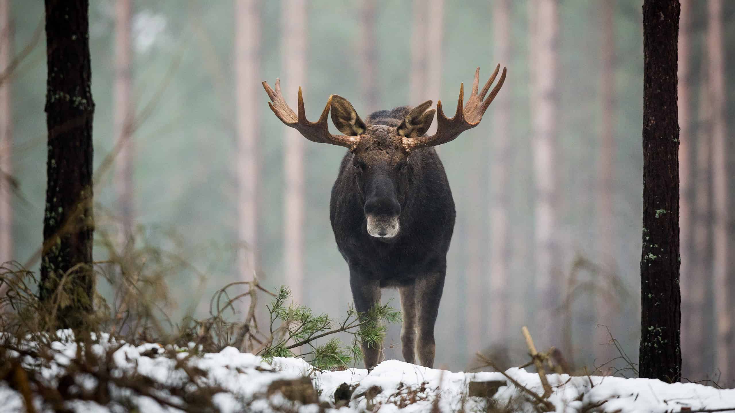 Alaskan Yukon Moose